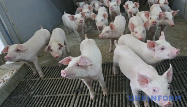 Серед сільгосптварин збільшується лише поголів'я свиней – Держстат