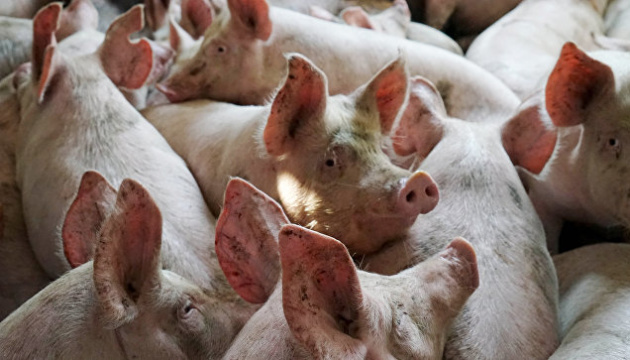 У господарстві на Чернігівщині виявили африканську чуму свиней