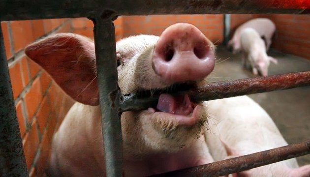 Вірус свинячого грипу мутував і може викликати наступну пандемію - вчені