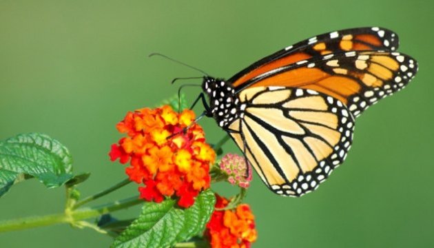 Бабочки появились минимум на 50 млн лет раньше, чем считалось