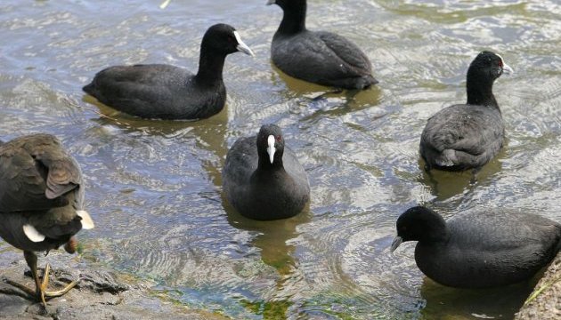 На Херсонщині спалили 9 тисяч тушок птахів, які загинули в Чорному морі
