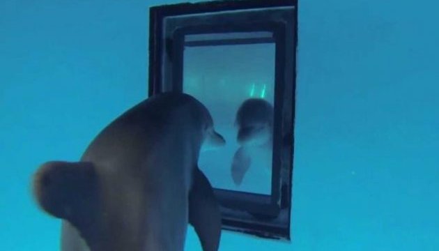 Учені: Дельфіни впізнають себе у дзеркалі раніше дітей