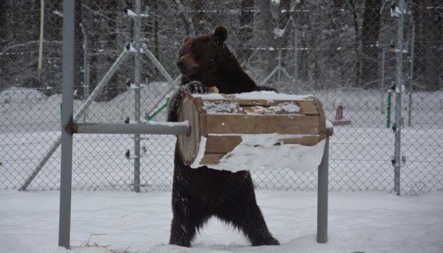Les touristes sont invités à voir des ours et des bisons d’Europe dans la région de Lviv