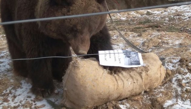 У прикарпатському центрі реабілітації тварин відсвяткували день народження ведмедів