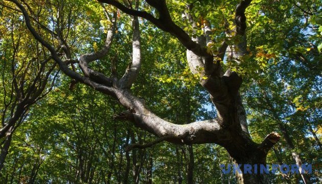Нові ділянки карпатських лісів внесли до спадщини ЮНЕСКО 