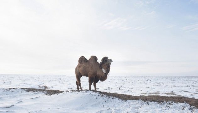 Верблюд — корабель снігової пустелі: фотограф зафіксував життя на Аралі
