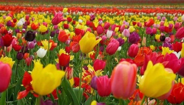 Une petite Hollande fleurira dans la région de Kherson