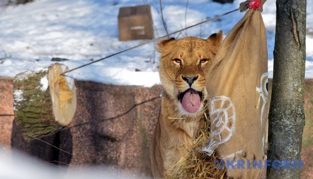 Une chasse royale : le zoo de Kyiv fête l’anniversire des lions (photos) 
