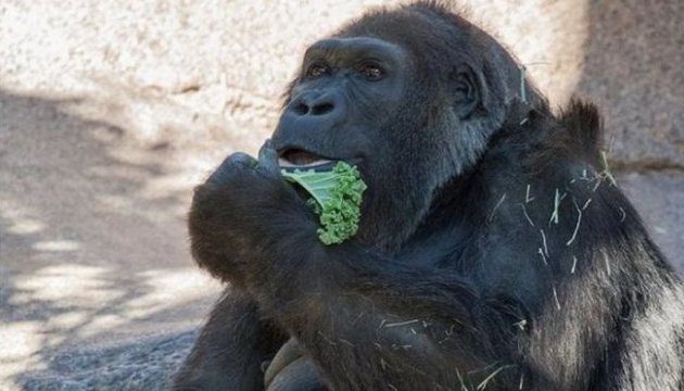 У Сан-Дієго померла одна з найстаріших у світі горил