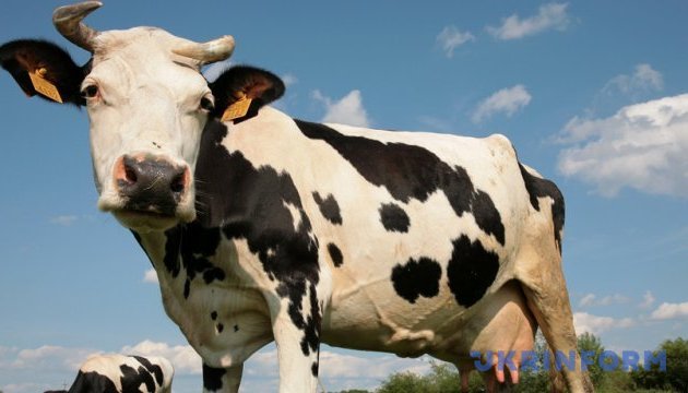 У Німеччині 8 корів спричинили затор у кілька кілометрів