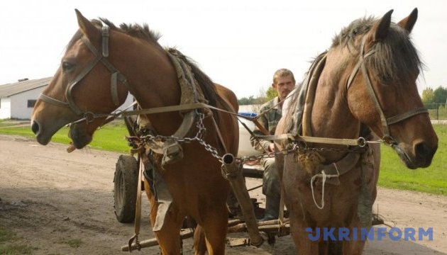 На Волині туристам покажуть, як коні молотили зерно