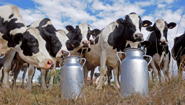 В мае экспорт молока и сгущенных сливок вырос на 44%