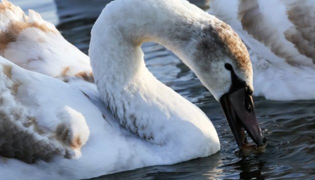 Лебеді біля Хмельницької АЕС стали туристичною 