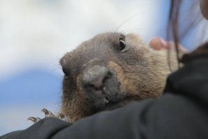 Прощание с Каденюком, монета с киборгами и сурок-предсказатель