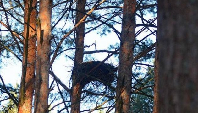 Науковці вперше провели дослідження гнізд хижих птахів у зоні відчуження