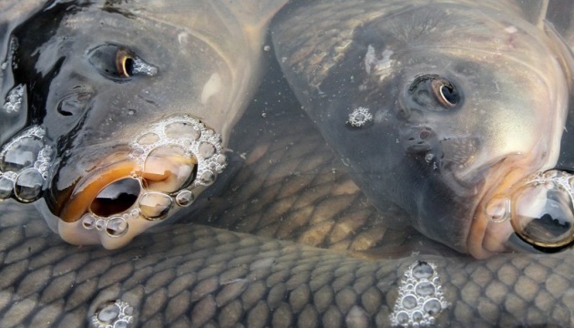 В українських водоймах до 2050 року може зникнути риба