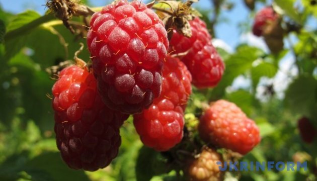 Польські фермери просять обмежити імпорт дешевої малини з України