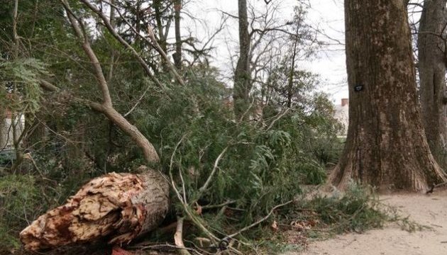 Шторм в США зламав 227-річне дерево, яке посадив Джордж Вашингтон