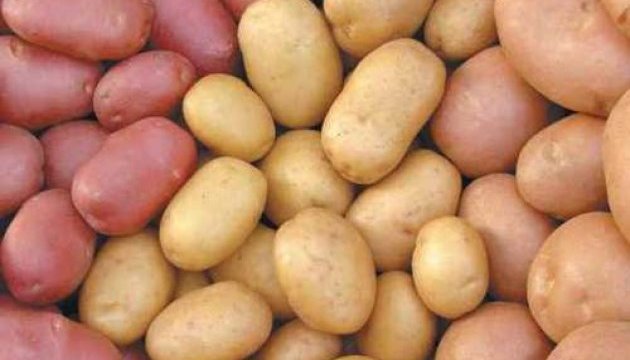 Ministerio de Política Agraria: Las exportaciones de patata de Ucrania crecen 3.5 veces en 2017 