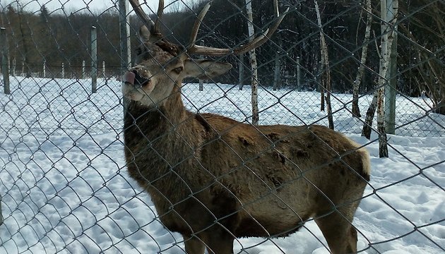 Humane zoo, or the life of wild animals in Halych National Park 