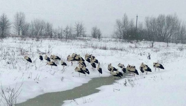 На заході України рятують лелек від холоду та голоду