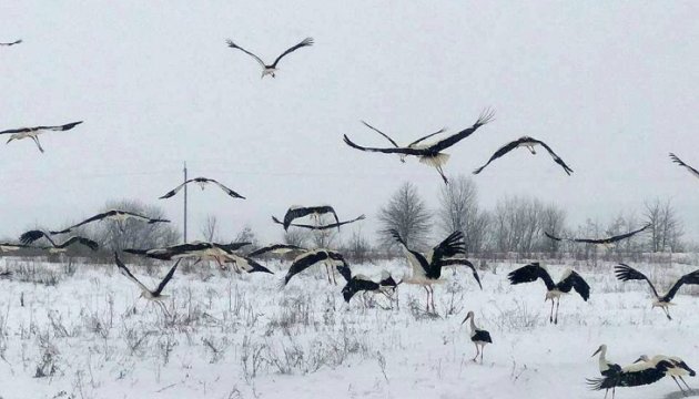 На Львівщині врятували від загибелі понад 50 лелек