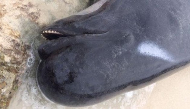 В Австралії на берег викинулися майже 150 дельфінів