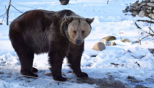 Через аномальне потепління в Карпатах прокинулися ведмеді