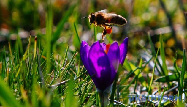 Мертві бджоли не гудуть: в Україні масово гинуть медоносні комахи
