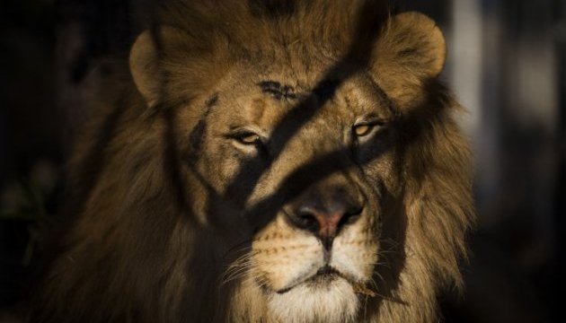 Учені виявили в Африці рештки велетенських левів