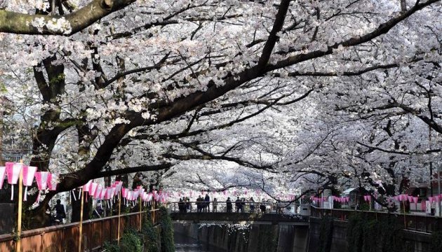 Токіо потопає в цвіті сакури