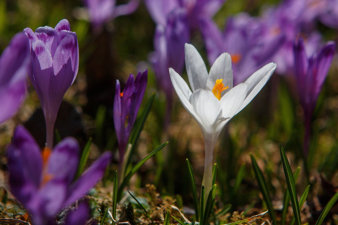 Crocus plants blooming in Zakarpattia region