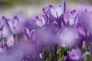 У Карпатах починають квітнути крокуси