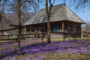 In Transkarpatien blühen Krokusse