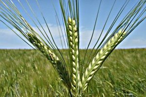 На Вінниччині квітневі заморозки частково пошкодили посіви ярого ячменю