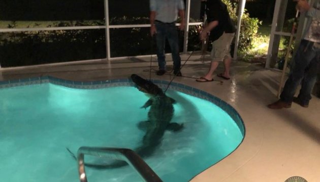 Жителі Флориди знайшли у домашньому басейні триметрового алігатора
