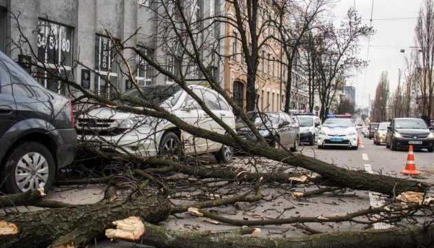 У центрі Києва дерево впало на два автомобілі
