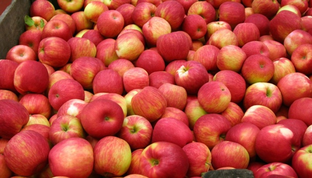 Indian company looking for Ukrainian producers of apples