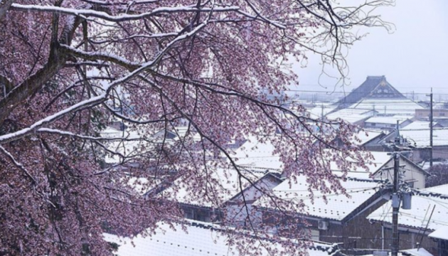 У Японії квітневий сніг припорошив сакури
