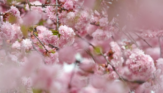 У столиці Японії офіційно почався сезон цвітіння сакури