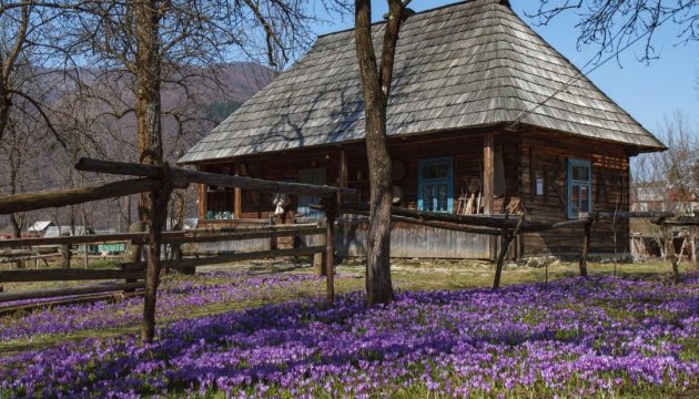 Crocus plants blooming in Zakarpattia region