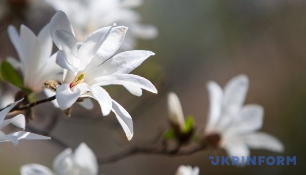 Magnolia ha florecido en Uzhgorod 