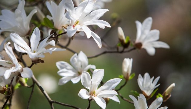 Floraison des magnolias à Oujgorod (photos)