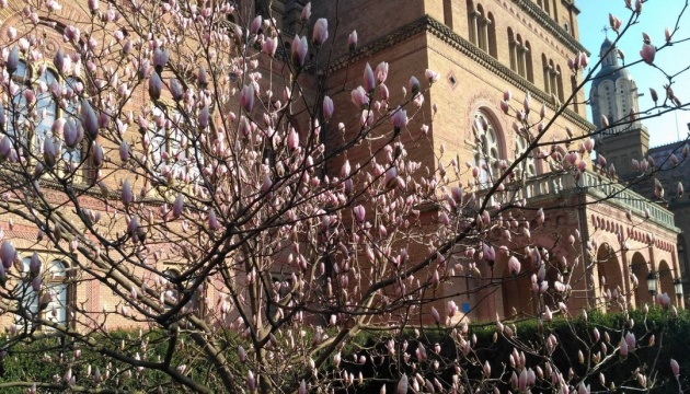 Magnolias en fleurs à l'université de Tchernyvtsi
