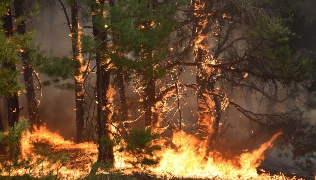 Лісова пожежа на Херсонщині вже охопила 580 гектарів