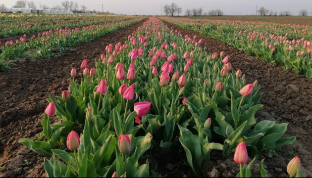 Un « Mini Pays-Bas » fleurit dans la région de Kherson