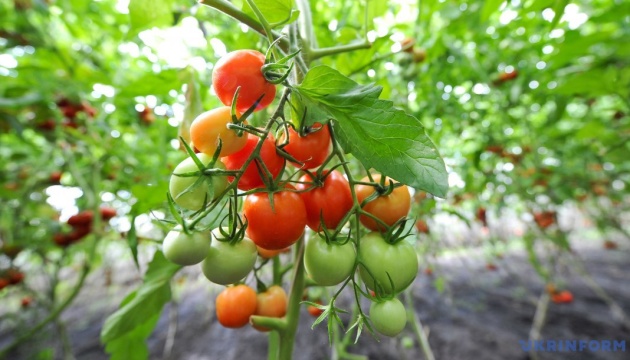 Ціни на українські помідори встановили новий рекорд