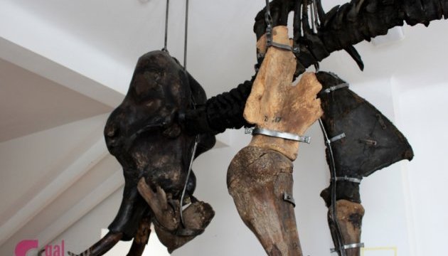 У Львові показали знайденого на Прикарпатті мамонта