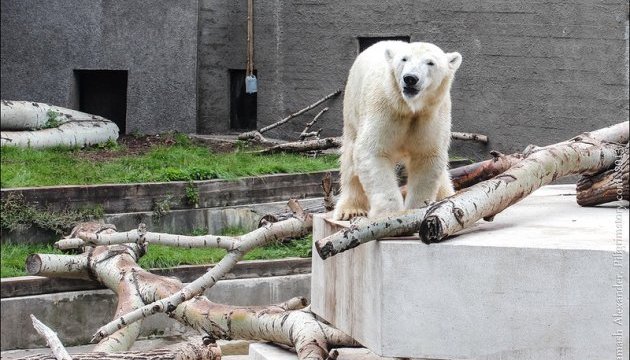Игра с белым медведем: опасное развлечение захватило посетителей зоопарка Варшавы