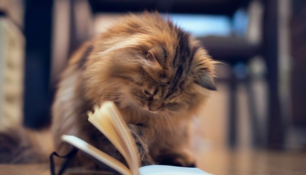 У Києві проводять благодійний книжковий кото-ярмарок